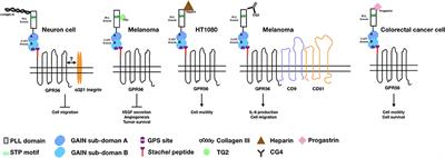 The Activation and Signaling Mechanisms of GPR56/ADGRG1 in Melanoma Cell